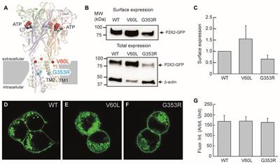 P2X2 Dominant Deafness Mutations Have No Negative Effect on Wild-Type Isoform: Implications for Functional Rescue and in <mark class="highlighted">Deafness Mechanism</mark>